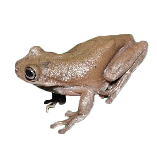 Эмодзи frogs 🐸