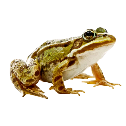 Стикер frogs 🐸