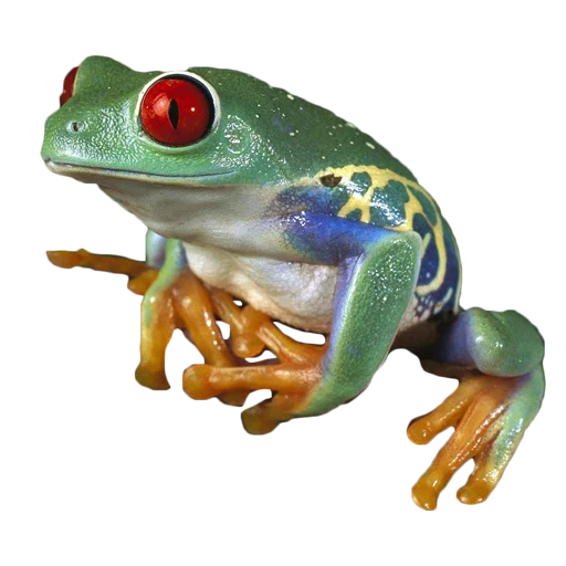 Стикер Telegram «frogs» 🐸