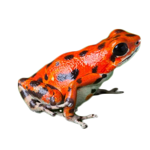 frogs stiker 🐸