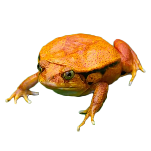 frogs emoji 🐸