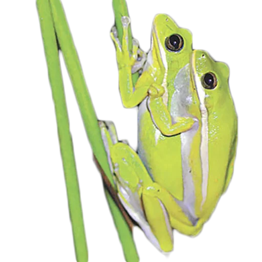 frogs emoji 🐸