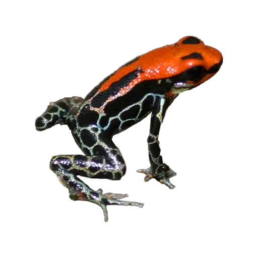 frogs sticker 🐸