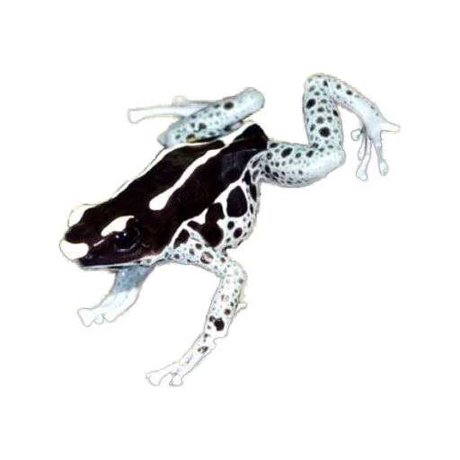 frogs sticker 🐸