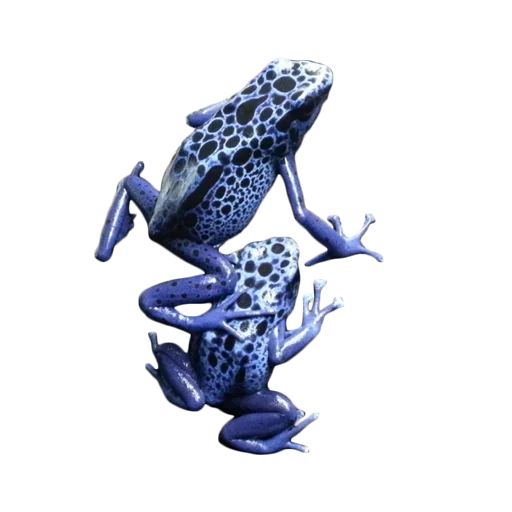 Стікер frogs 🐸