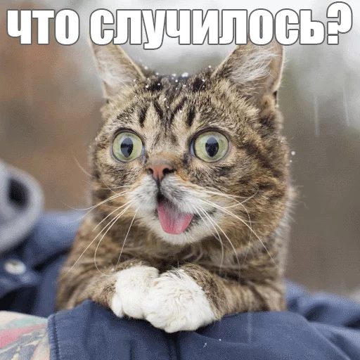 Стикер Lil_Bub 😳