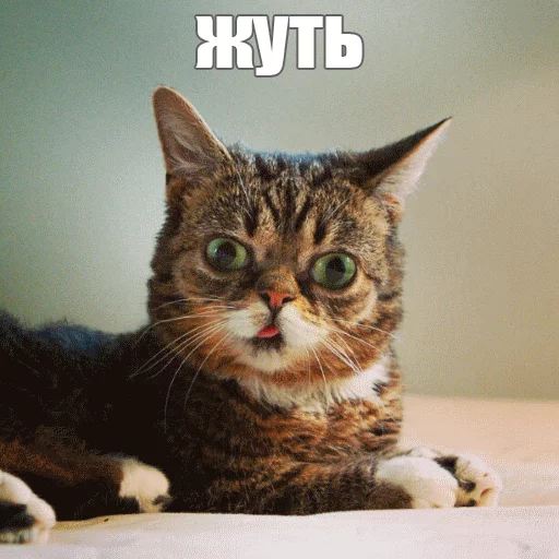 Telegram stiker «Lil_Bub» 