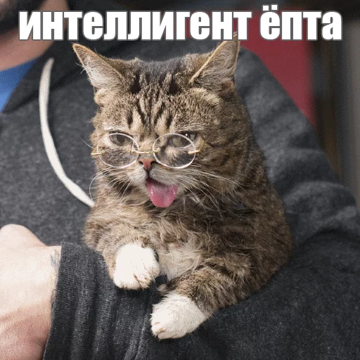 Telegram Sticker «Lil_Bub» 