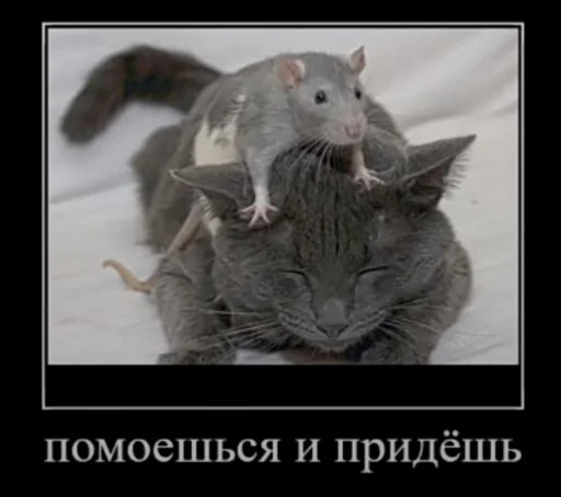 Стікер Мышиные мордахи 🐭 💧