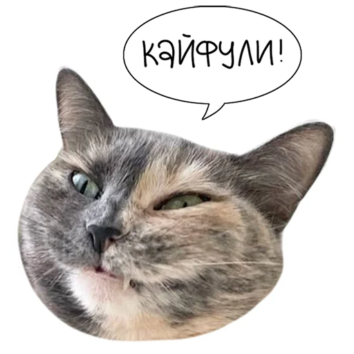 Telegram Sticker «Laksheri_realkotaksheri» 😸