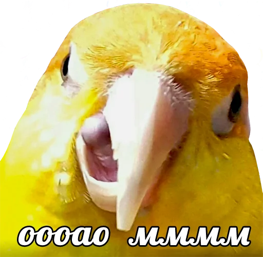 Стикер Telegram «bird memes by loromoin» ?