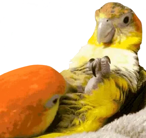 bird memes by loromoin emoji ?