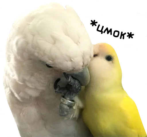 Telegram Sticker «bird memes by loromoin» ?