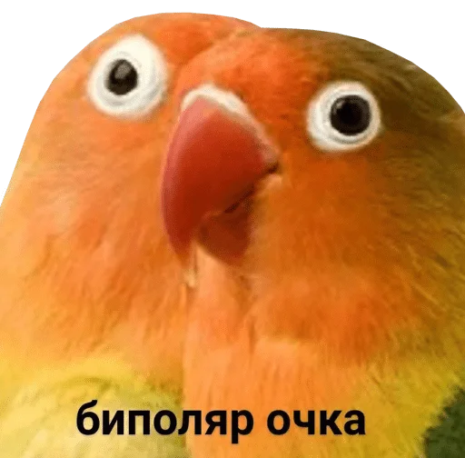 bird memes by loromoin sticker 😳