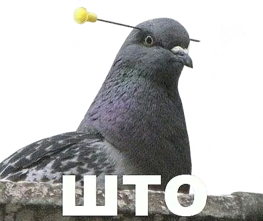 bird memes by loromoin sticker 🤨