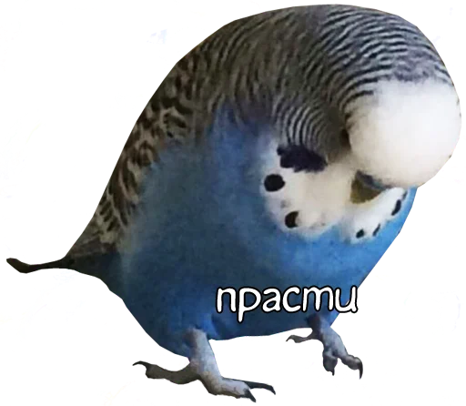 bird memes by loromoin sticker 😔