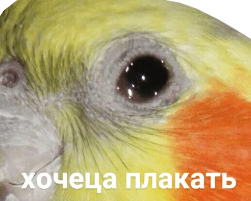 Стикер bird memes by loromoin 😢