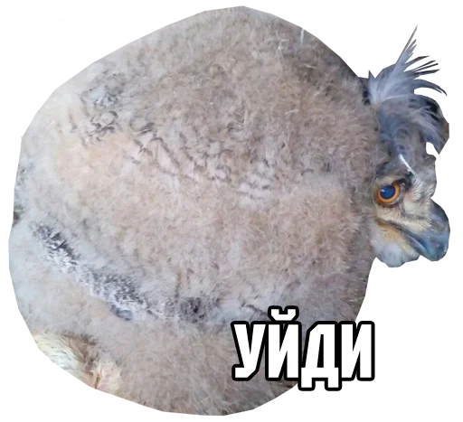 bird memes by loromoin stiker ☹️