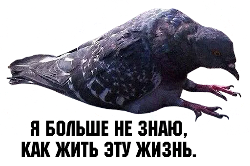Стікер bird memes by loromoin 😩
