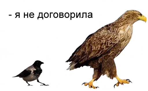 bird memes by loromoin sticker 😠