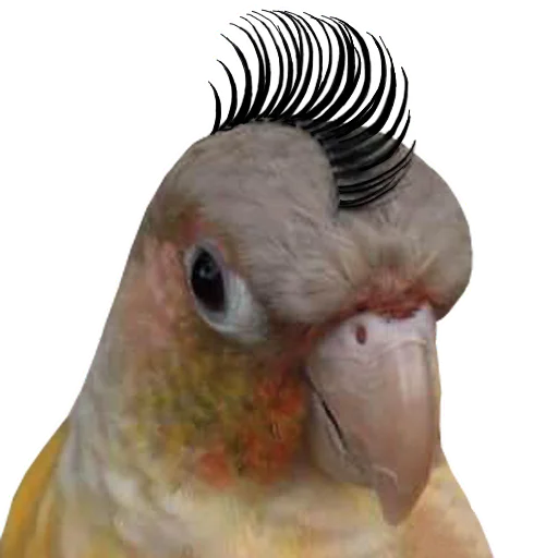 bird memes by loromoin emoji 😇