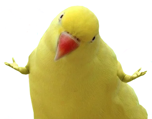 bird memes by loromoin sticker 🤷‍♀️