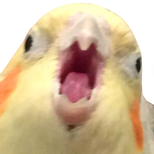 bird memes by loromoin emoji 🤬