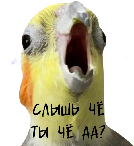 Стікер Telegram «bird memes by loromoin» ?