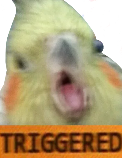 Telegram stiker «bird memes by loromoin» 😡