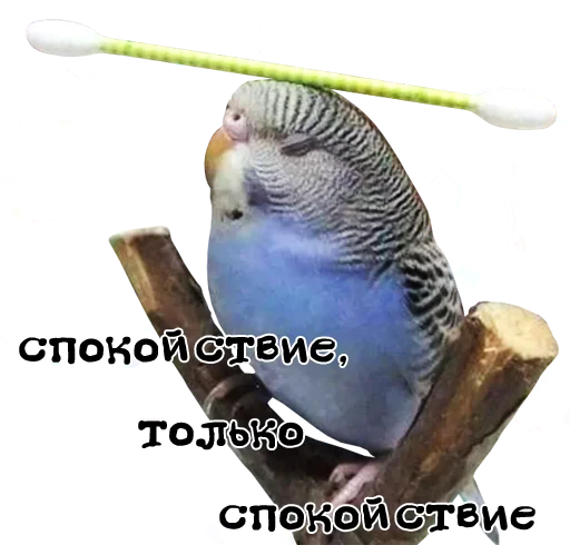 Telegram stiker «bird memes by loromoin» ?