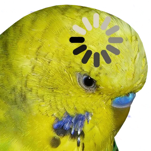 bird memes by loromoin emoji 🤯
