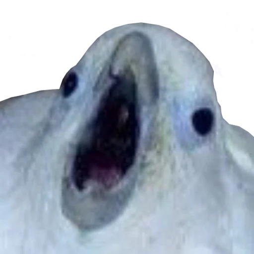 bird memes by loromoin emoji 😱