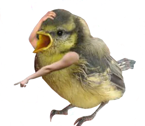 bird memes by loromoin sticker 😨