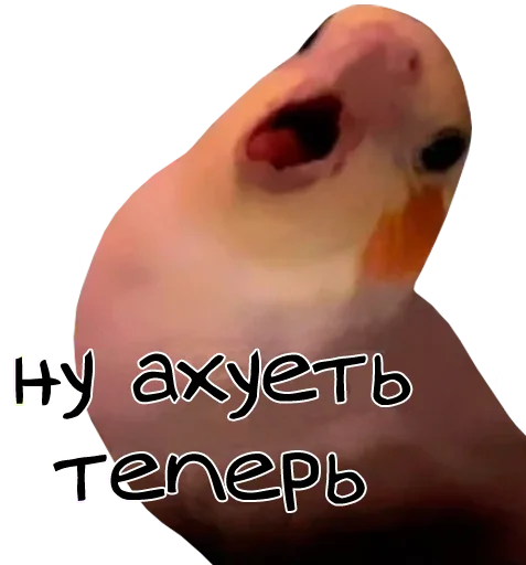 bird memes by loromoin emoji 😐