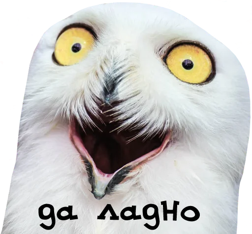 bird memes by loromoin emoji 😲