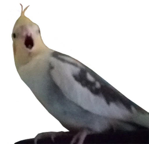 bird memes by loromoin emoji 😮