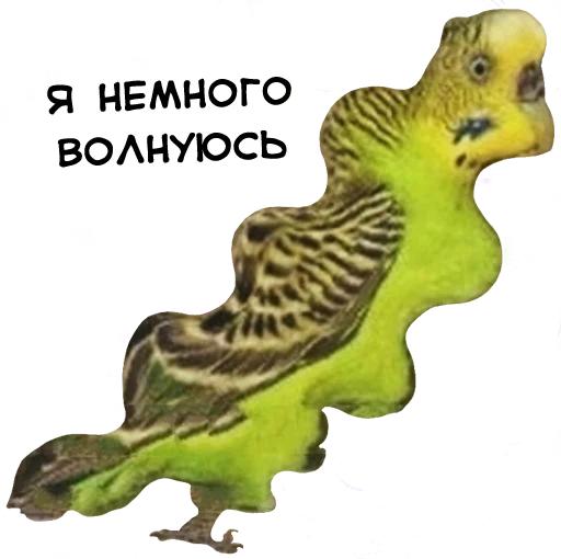 Стикер Telegram «bird memes by loromoin» 😰