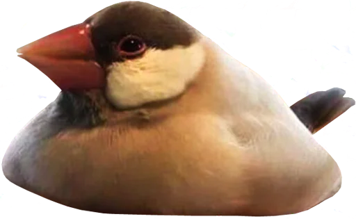 Telegram stiker «bird memes by loromoin» 🤢