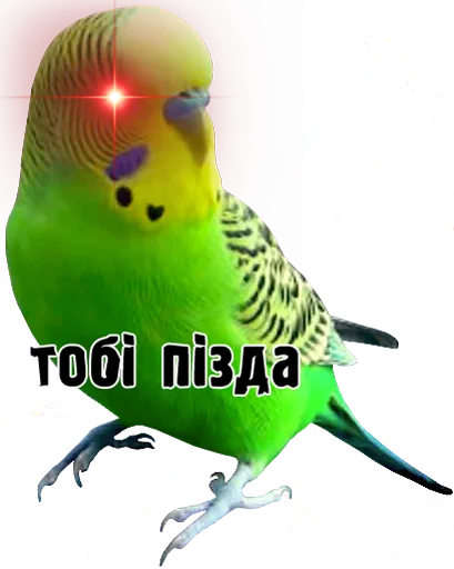 Стикер Telegram «bird memes by loromoin» 👿