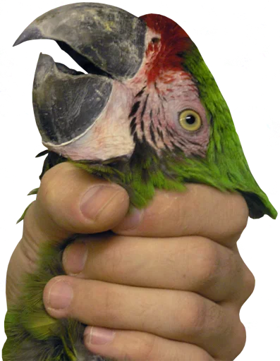 Telegram stiker «bird memes by loromoin» 👿