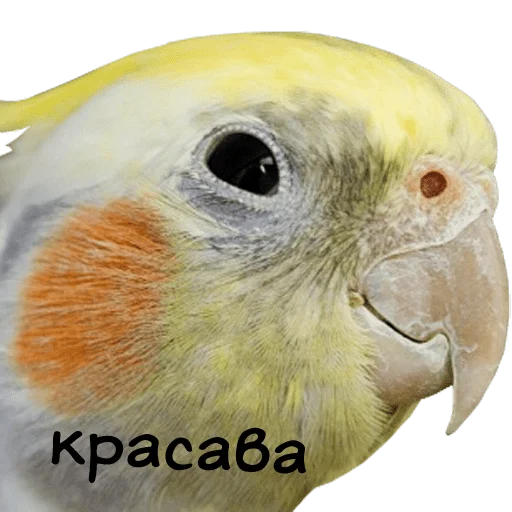 bird memes by loromoin stiker 👍