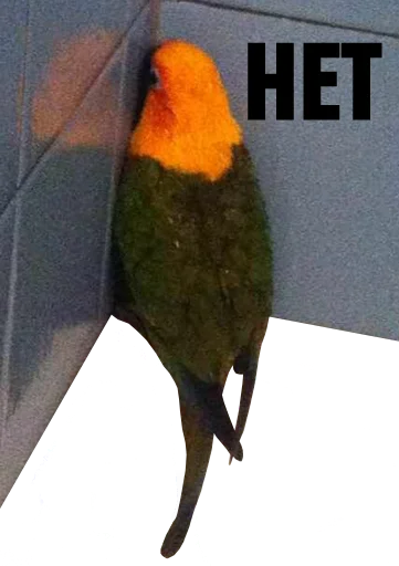 bird memes by loromoin sticker 👎