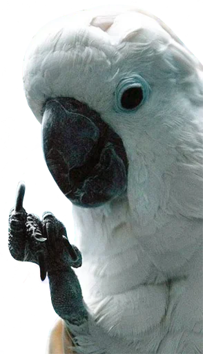 Стикер Telegram «bird memes by loromoin» 🖕