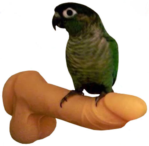 Стікер Telegram «bird memes by loromoin» 👉