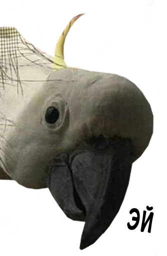 bird memes by loromoin stiker ✋