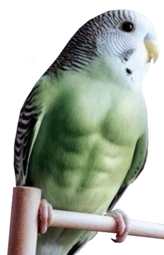 bird memes by loromoin sticker 💪