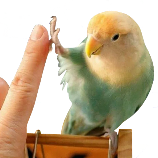 bird memes by loromoin stiker 👊