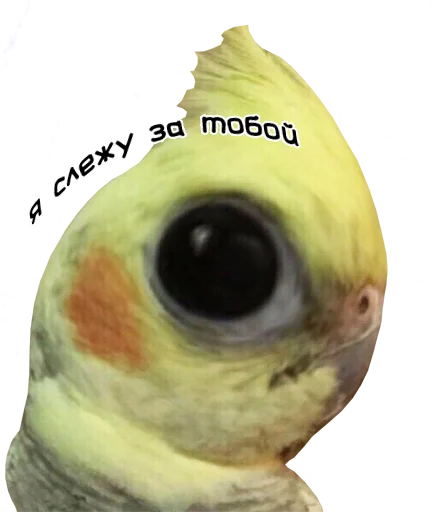 bird memes by loromoin emoji 👁