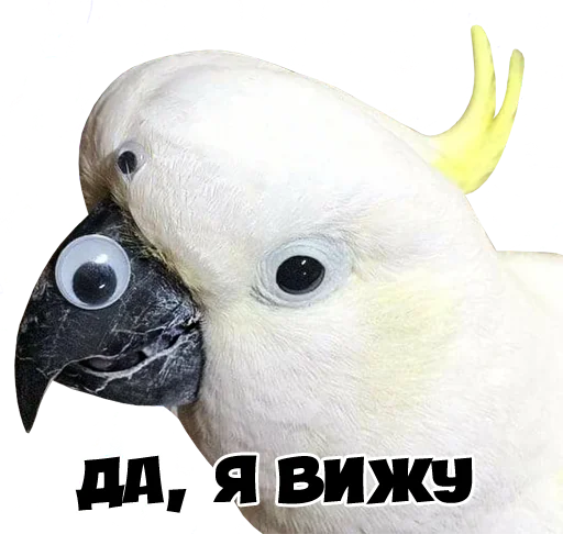 Стікер Telegram «bird memes by loromoin» 👀