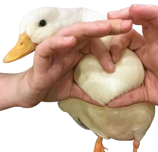 bird memes by loromoin emoji ❤️